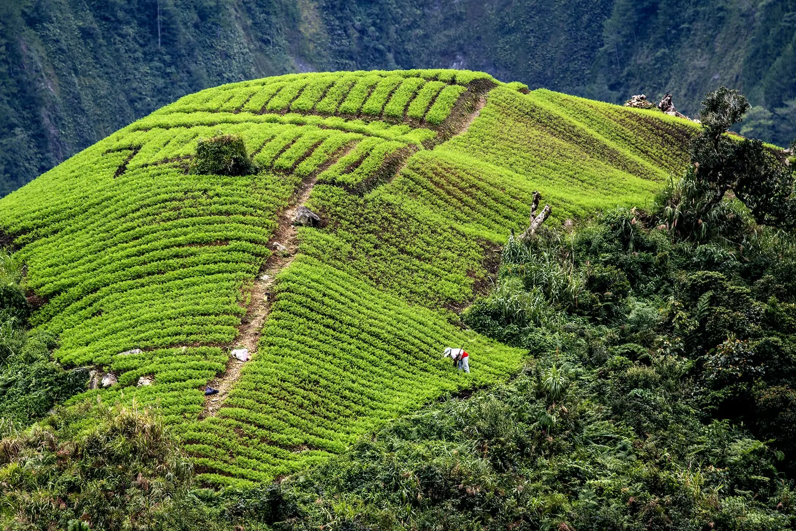 Terraced vegetable gardens on a steep green mountainside in Tinoc, Ifugao