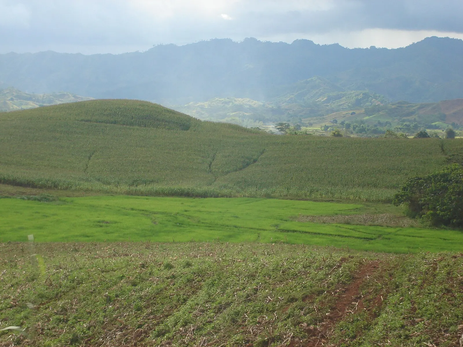 Green fields of young rice below a hill of tall corn, with mountains behind, in Cabanglasan, Bukidnon
