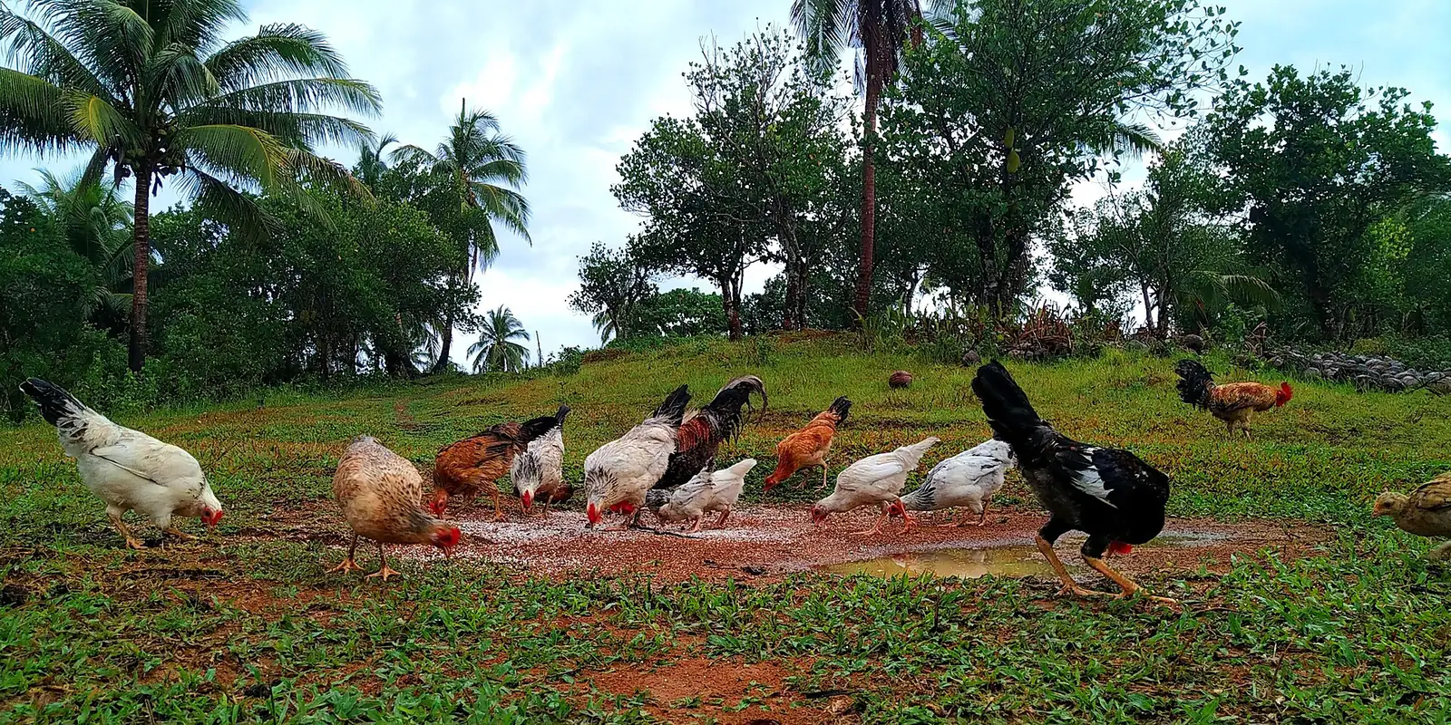 Native chickens foraging on grass under coconut palms in Camarines