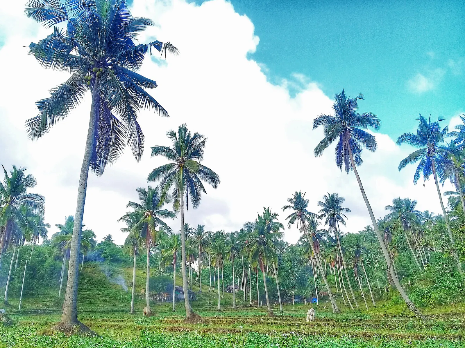 Tall coconut palms in a plantation under a blue sky in Sipocot, Camarines Sur