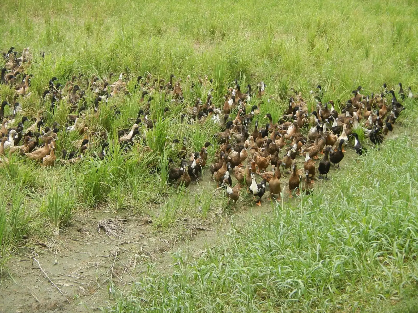 A large flock of brown and white domestic ducks resting on a grassy field edge in Candaba, Pampanga