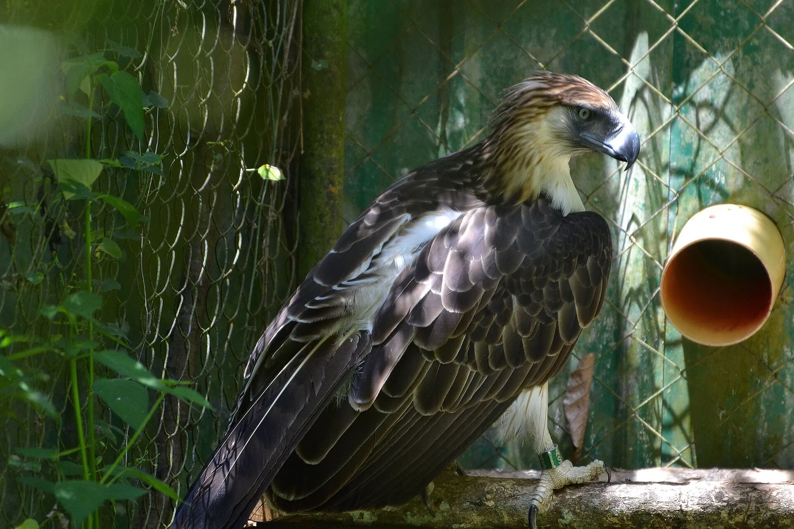 A Philippine eagle, the national bird of the Philippines, perched among green leaves