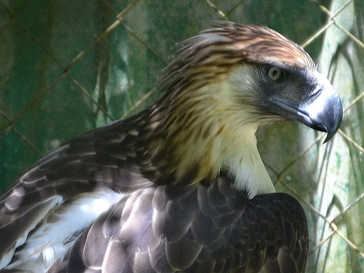 Close view of a Philippine eagle with its shaggy crest and pale blue-grey beak