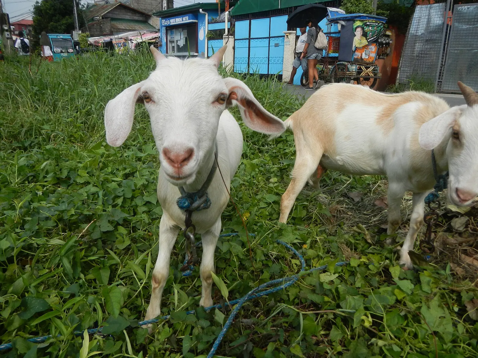 Two white goats grazing beside a farm road in Malolos, Bulacan