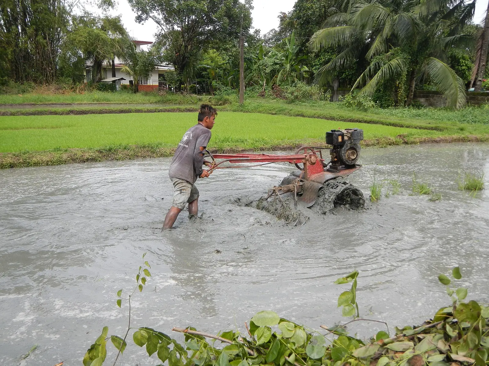 A farmer working a flooded rice paddy with a hand tractor in Pandi, Bulacan