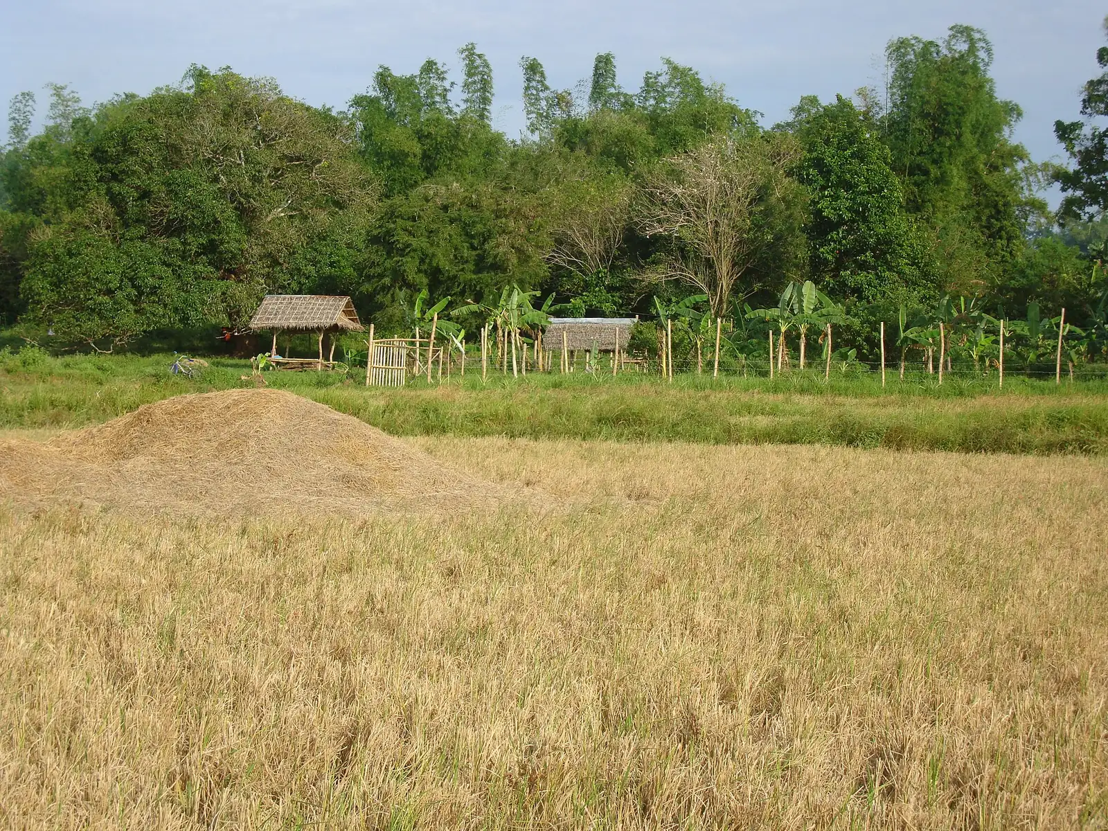 A harvested rice field with a pile of rice straw, a nipa hut and banana plants at the edge of the trees in Iloilo