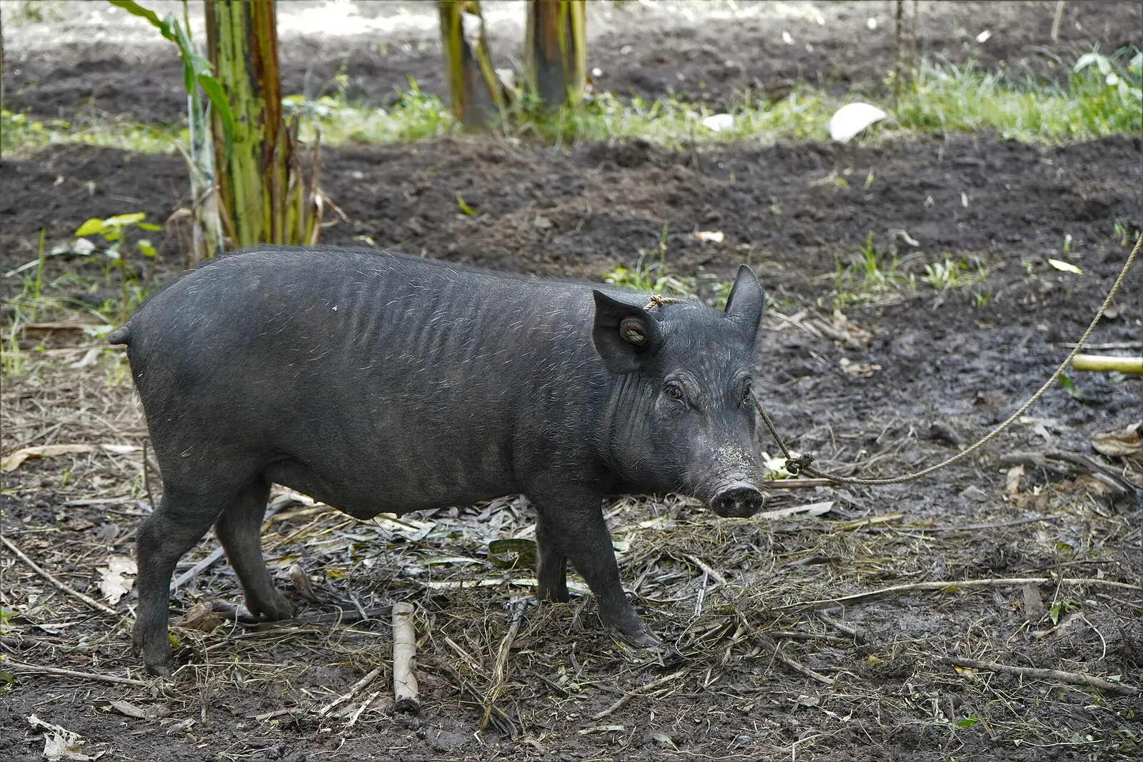 A black native pig on a rope in a backyard among banana plants
