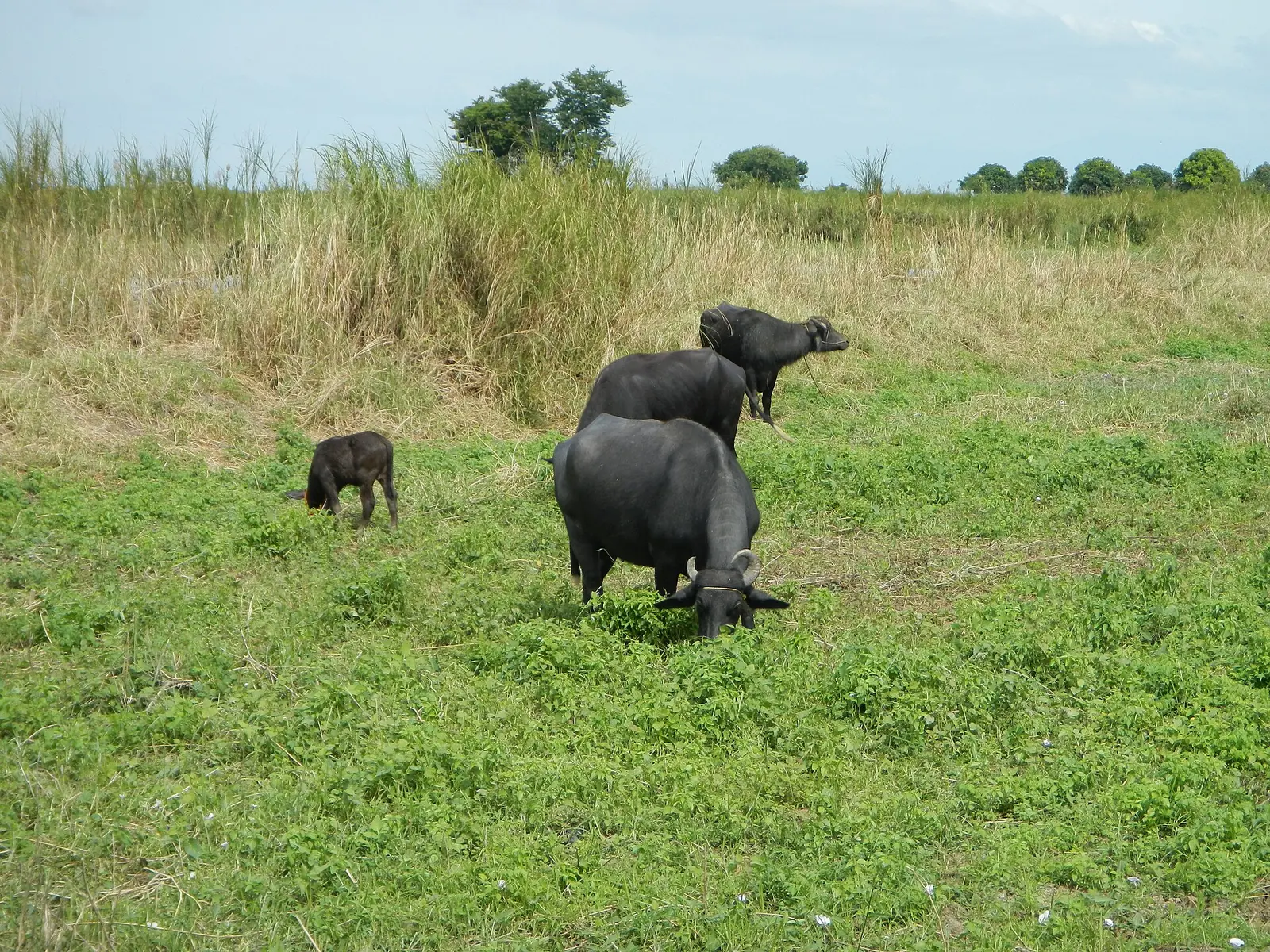 Carabao grazing on a green field in Candaba, Pampanga