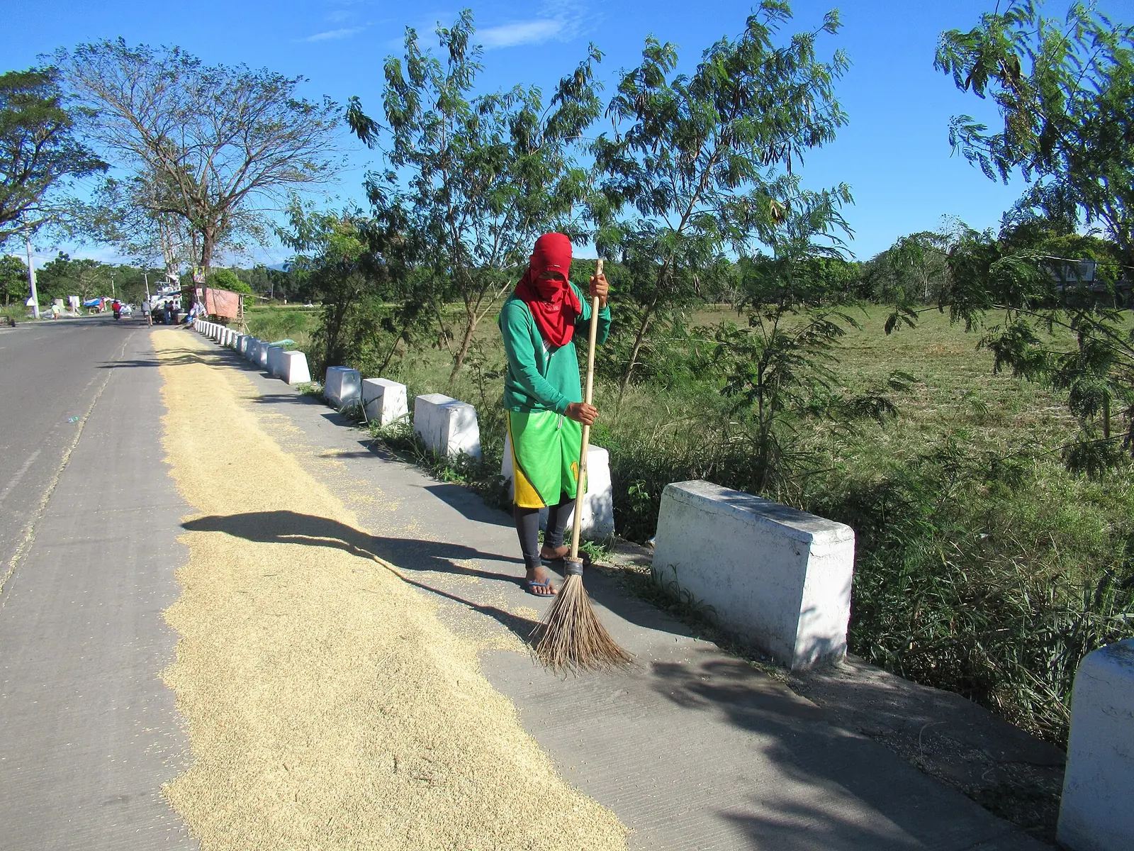 Freshly harvested palay spread out to dry along a country road in Angat, Bulacan