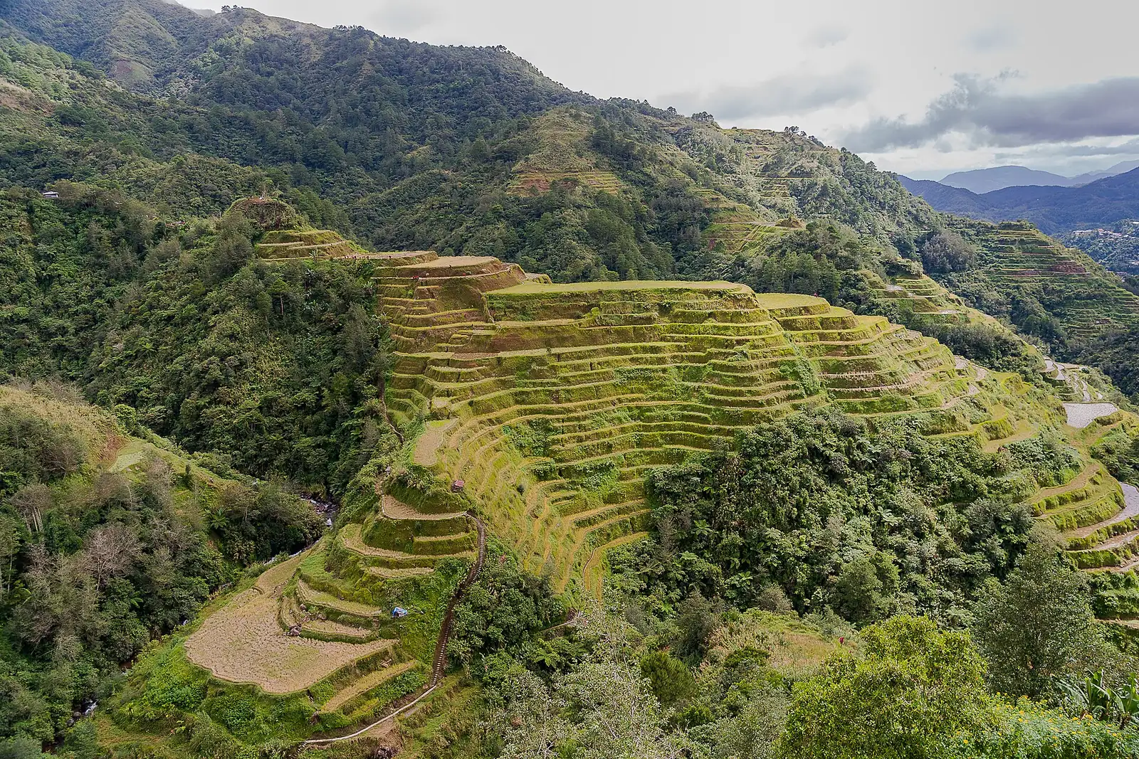 Green rice terraces climbing a forested mountainside in Banaue, Ifugao